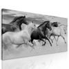 Obraz cválající koně v černobílém provedení