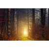 Fototapeta tajemný podzimní les