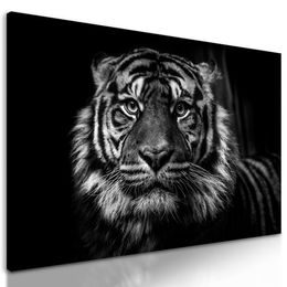 Obraz Bengálský tygr v černobílém provedení