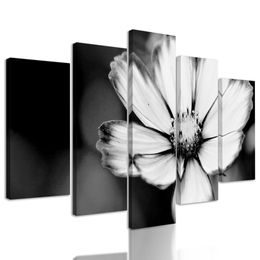 5-dílný obraz jedinečný květ krasulky v černobílém provedení