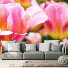 Fototapeta růžově zbarvené tulipány