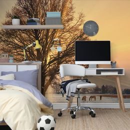 Krásná fototapeta koně při východu slunce