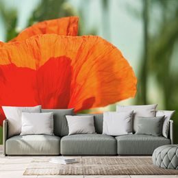 Krásná tapeta divoký mák