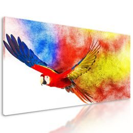 Obraz pestrobarevný letící papoušek