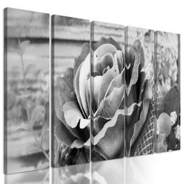 5-dílný obraz nádherná růžová růže v černobílém provedení