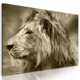 Obraz nádherný lev v sépiovém provedení