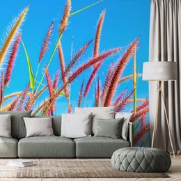 Samolepící tapeta klasy trávy pod oblohou