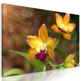 Obraz unikátní zlatá orchidej