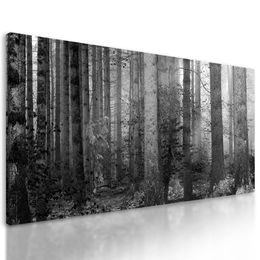 Obraz magický les v černobílém provedení