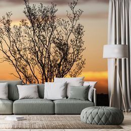 Fototapeta keř při západu slunce