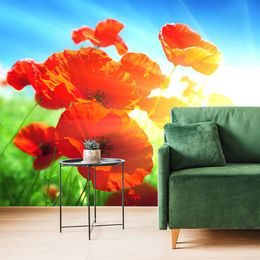 Tapeta divoký mák s paprsky slunce