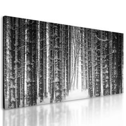 Obraz černobílý les v zimním období