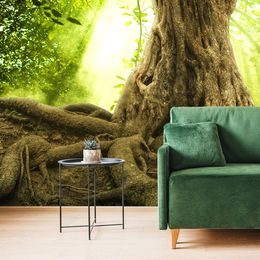 Tapeta mohutné kořeny stromu