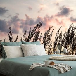 Zajímavá fototapeta stébla trávy při západu slunce