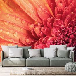 Samolepící fototapeta detail gerbery pokryté kapkami vody