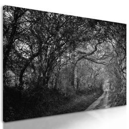 Obraz les jako vystřižený z pohádky v černobílém provedení