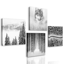 Set obrazů vlk v hlubokém lese v černobílém provedení