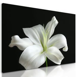 Obraz dechberoucí bílá lilie