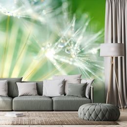 Jedinečná samolepící tapeta makro semínka pampelišky