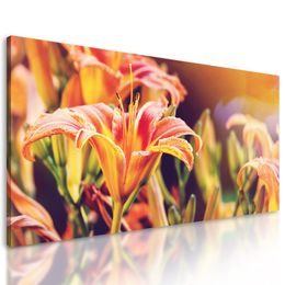 Obraz něžná lilie ve slunečním svitu