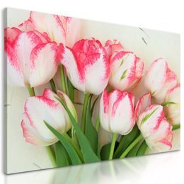 Obraz rozkvetlé tulipány