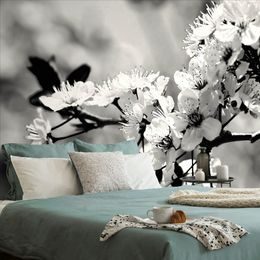 Fototapeta černobílé kvítky třešně