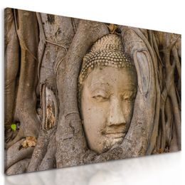 Obraz Buddha obrostlý stromem