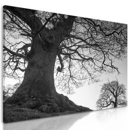 Obraz stromy pod nádhernou oblohou v černobílém provedení