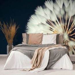 Tapeta klobouček pampelišky na tmavém pozadí