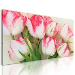 Obraz nádherné rozkvetlé tulipány
