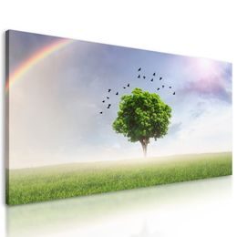 Obraz strom pod duhou