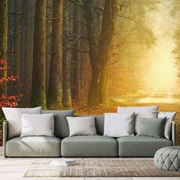 Fototapeta cesta lesem