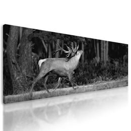Obraz nádherný jelen v černobílém provedení