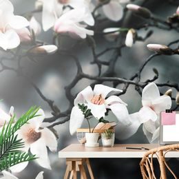 Samolepící fototapeta kvetoucí magnolie