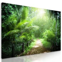 Obraz tropický prales