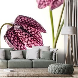 Samolepící fototapeta šachovnicový květ zbarvený do fialova