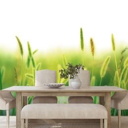 Samolepící tapeta stébla trávy s nádechem zelené