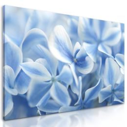 Obraz květiny hortenzie v modrém nádechu