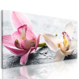Obraz nádherné barevné květiny orchideje