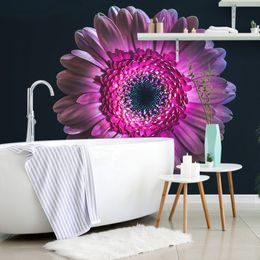 Originální tapeta gerbera na tmavém pozadí