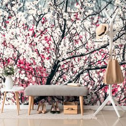 Samolepící fototapeta broskvový strom plný květin