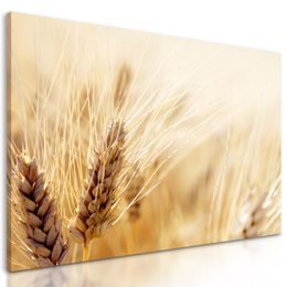 Obraz detail pšenice