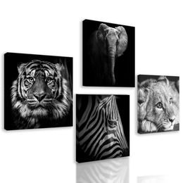 Set obrazů černobílá exotická zvířata