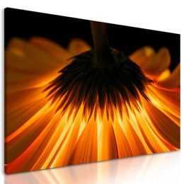 Obraz zářivá gerbera