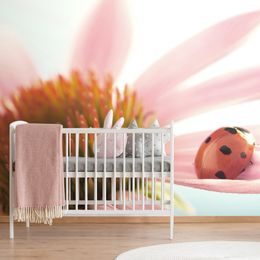 Originální samolepící fototapeta beruška na lupení echinacei