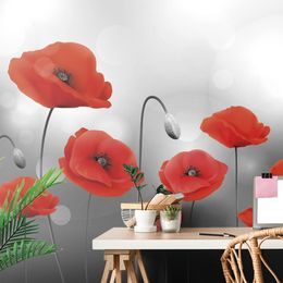 Samolepící tapeta červéné máky v rozkvětu