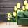 Samolepící fototapeta žluté tulipány v elegantním provedení