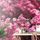 Krásná samolepící tapeta kvítky třešně