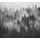 Samolepící fototapeta černobílé stromy zahalené do mlhy