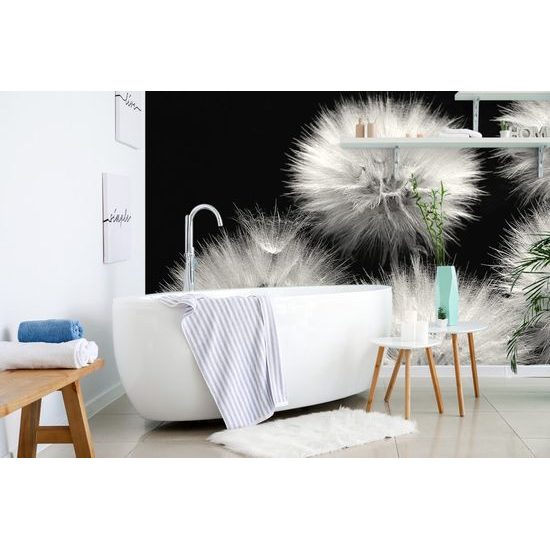 Fototapeta pampeliška na černém pozadí